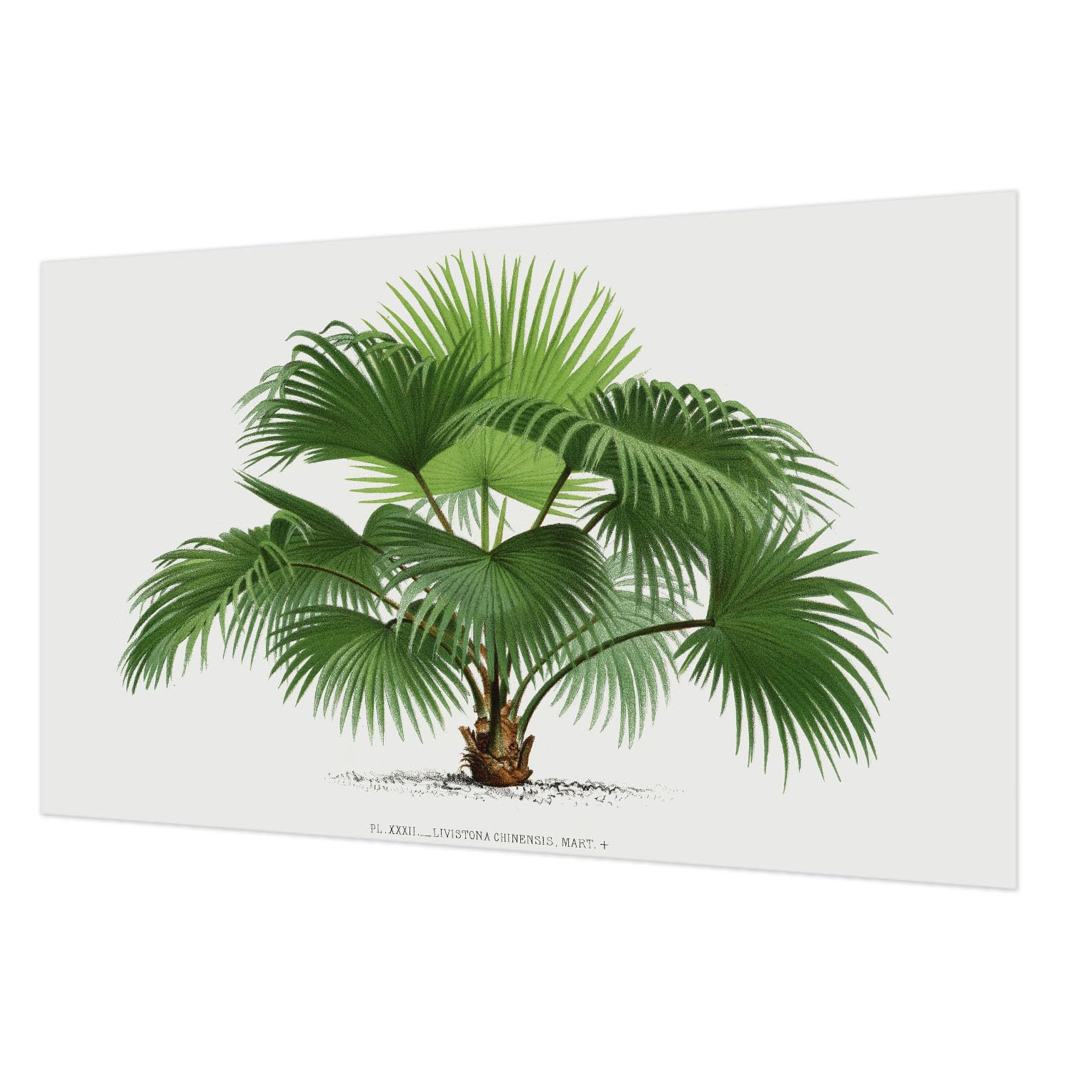 Papier peint intissé palmier exotique facile à nettoyer pour masquer les défauts