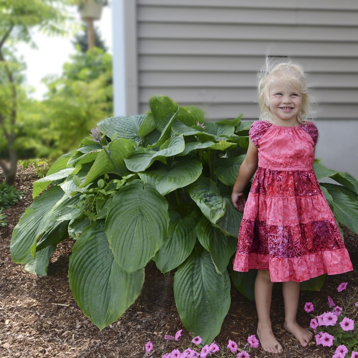 Empress Wu 6 inch Starter Hosta. Super Healthy. Shipped Trimmed for Fall Planting