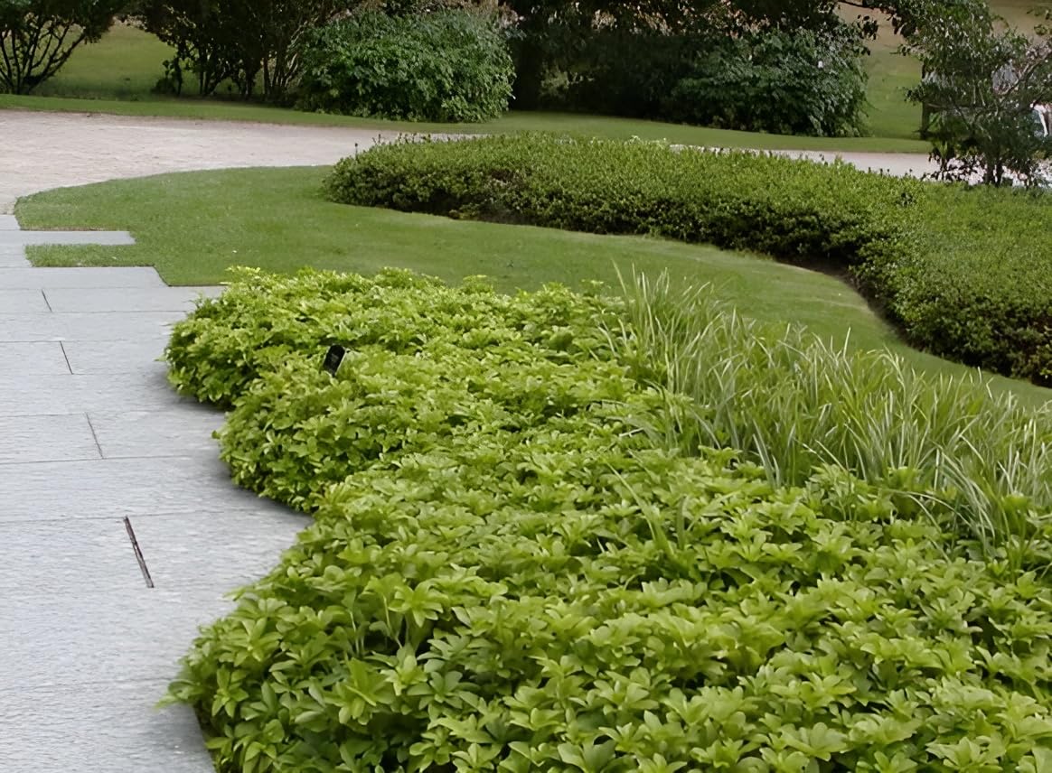 Stauden Gänge 10 x Pachysandra terminalis 'Green Carpet' Dickmännchen