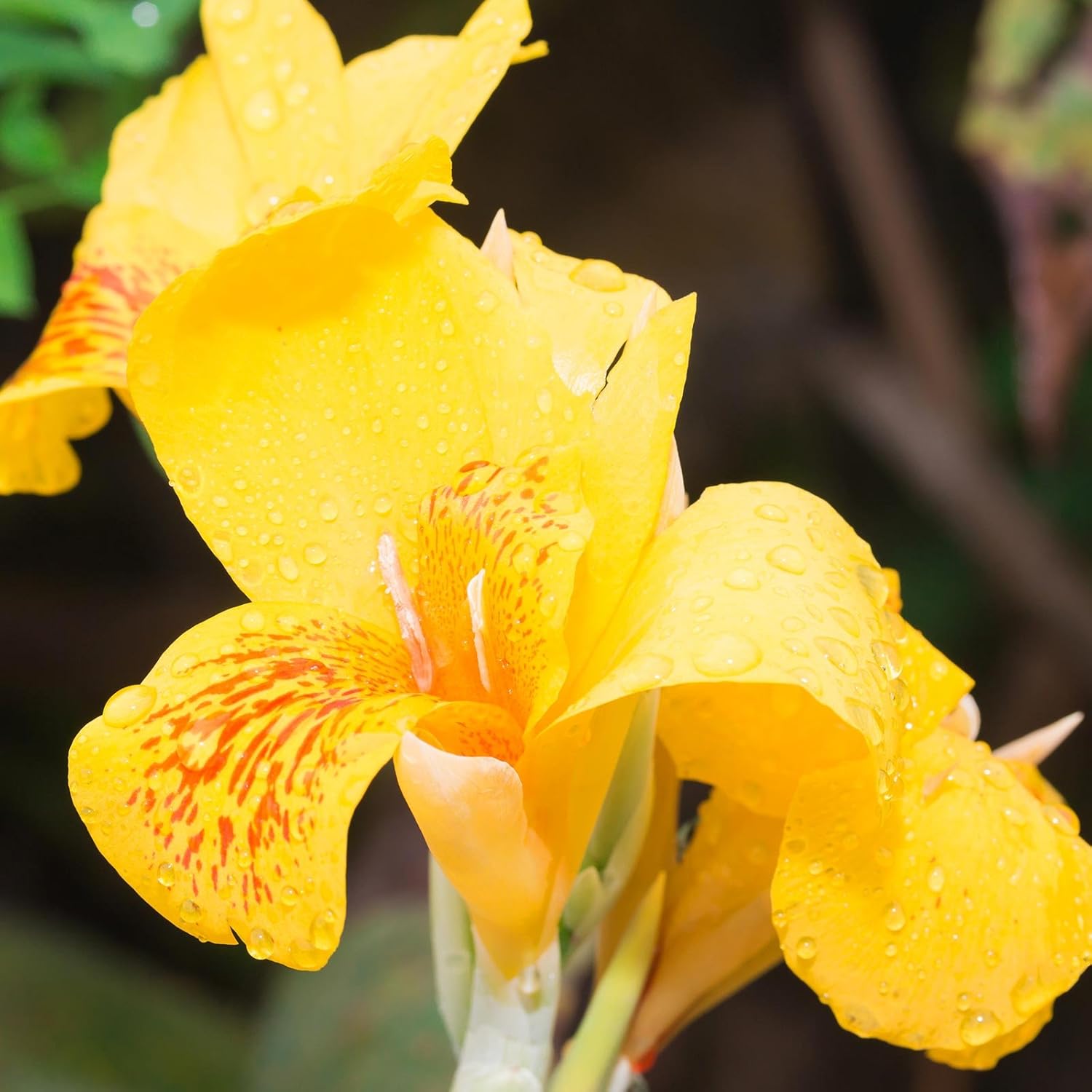 Canna Flower Seeds - Tropical Series: Yellow - 100 Seeds - Annual Flower Garden Seed - Canna x generalis