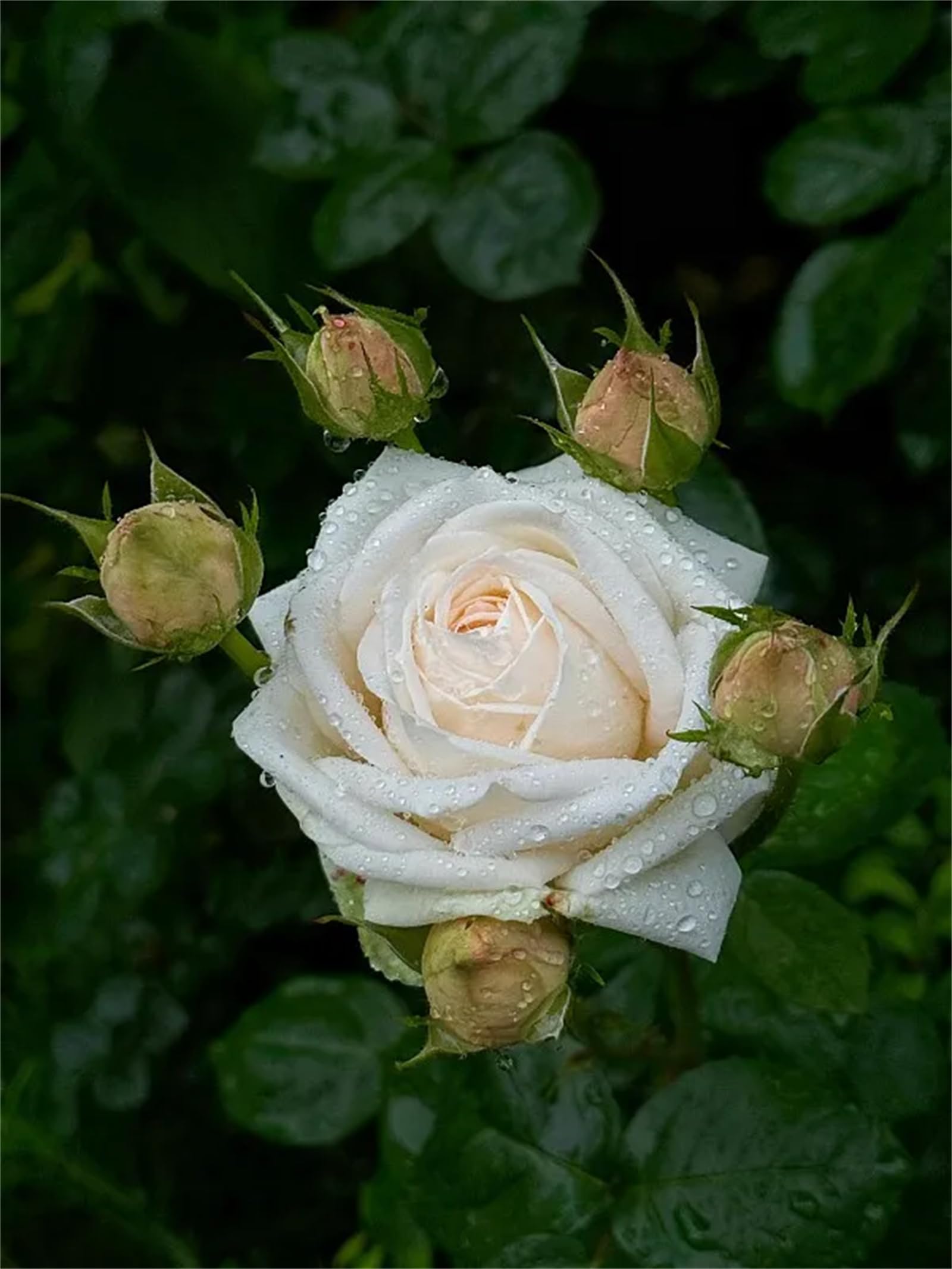 Rose Bulbs, Strong Plant, Easy Plant, Plant Bulbs,Hardy Perennial, Excellent Display, Rare Plants, Mix Greening Flower, Now UK-3bulbs-d