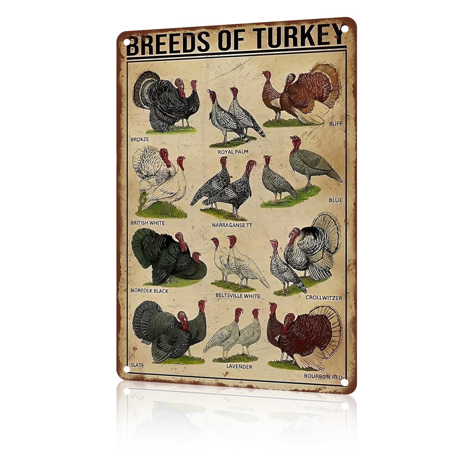 Anceky Funny Vintage Metal Signs Breeds Of Turkey Tin Sign for Home Kitchen Retro Decor Yard Garden Outdoor 12×8 Inch