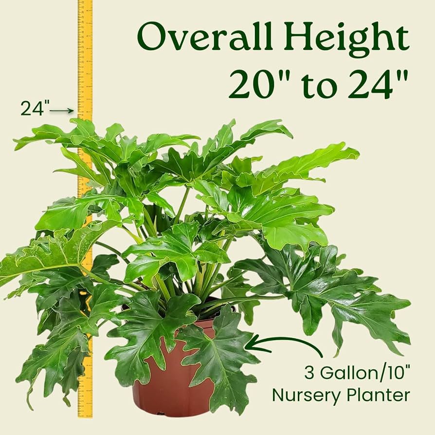 Philodendron Selloum - Tree Philodendron Plant Live - Philodendron House  Plants - Overall Height 20" to 24" - Tropical Plants of Florida (Plant in  Growers Pot) : Patio, Lawn & Garden - Amazon.com