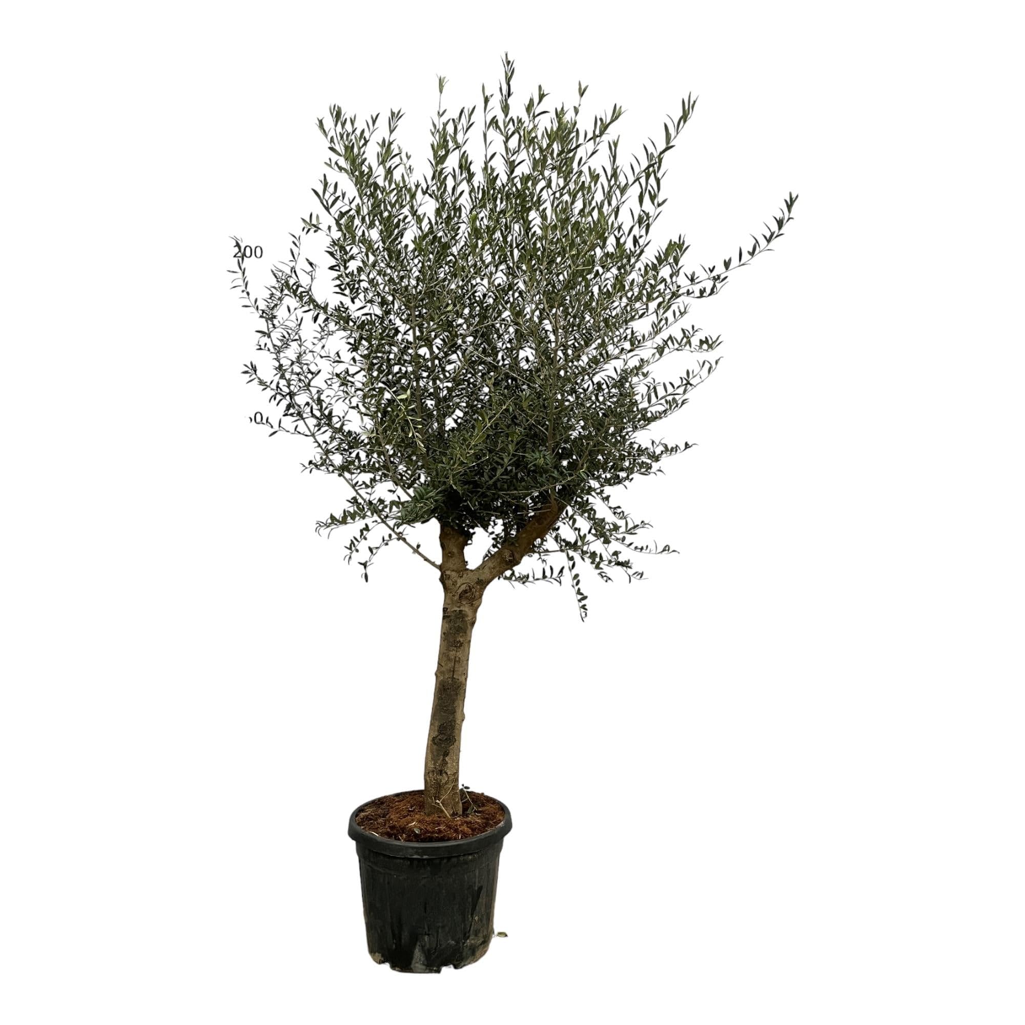 Drzewo oliwne Olea Lorc – ok. 200 cm wysokości – Ø 45 cm – śródziemnomorska roślina pokojowa i ogrodowa – wiecznie zielona i łatwa w pielęgnacji – do słonecznych miejsc