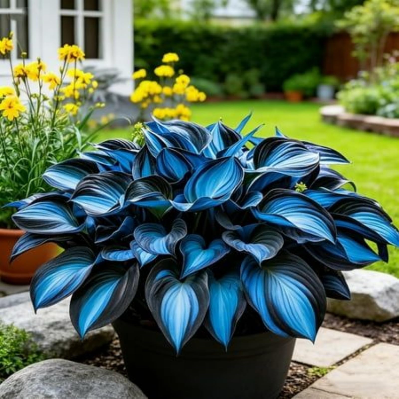 Eccellente Hosta, Perenne, Resistente - Adatta ai principianti, Adatto per uso interno ed esterno-15bulbi-H