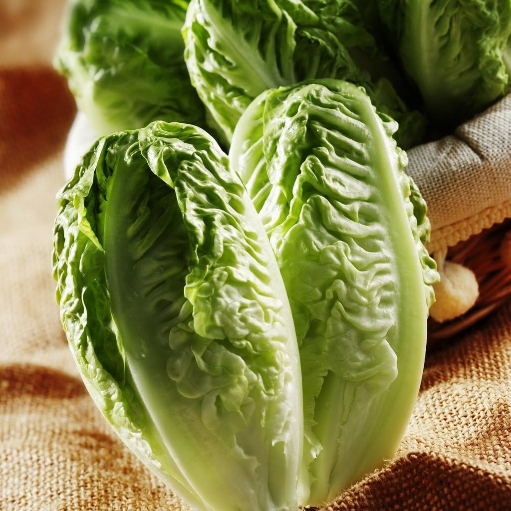 Vegetable Seeds, Lettuce - Little Gem, V-LET-012, 1500 Seeds Minimum Per Packet.