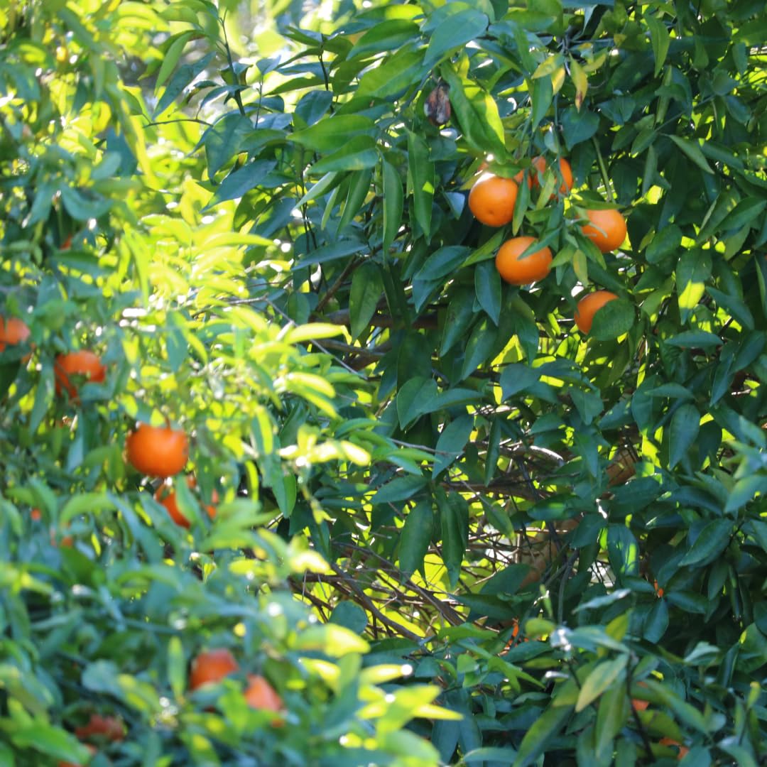 Citrus Clementina Arrufatina, Clémentine | À L'ombre Des Figuiers - Foto 2