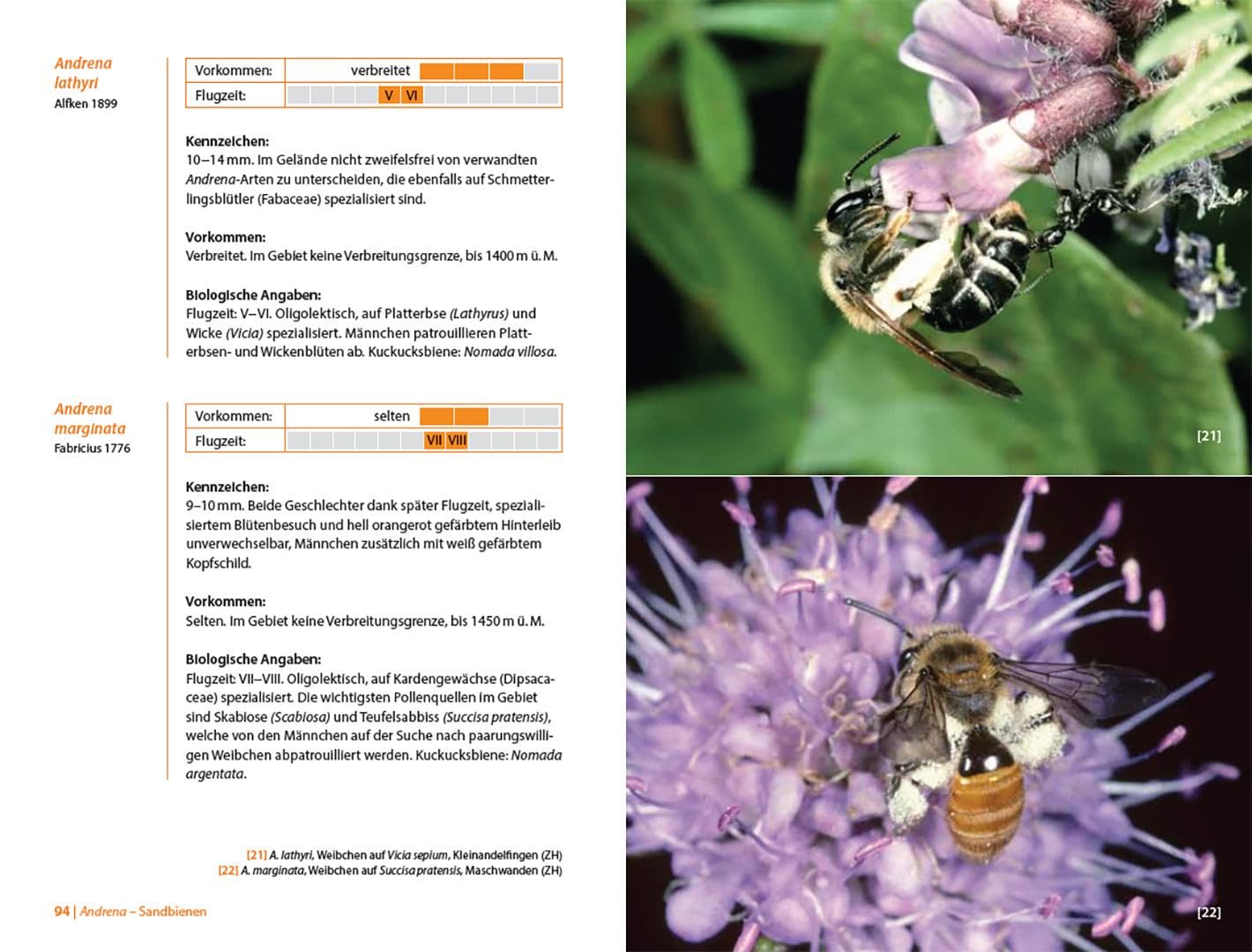 Bienen Mitteleuropas: Gattungen, Lebensweise, Beobachtung