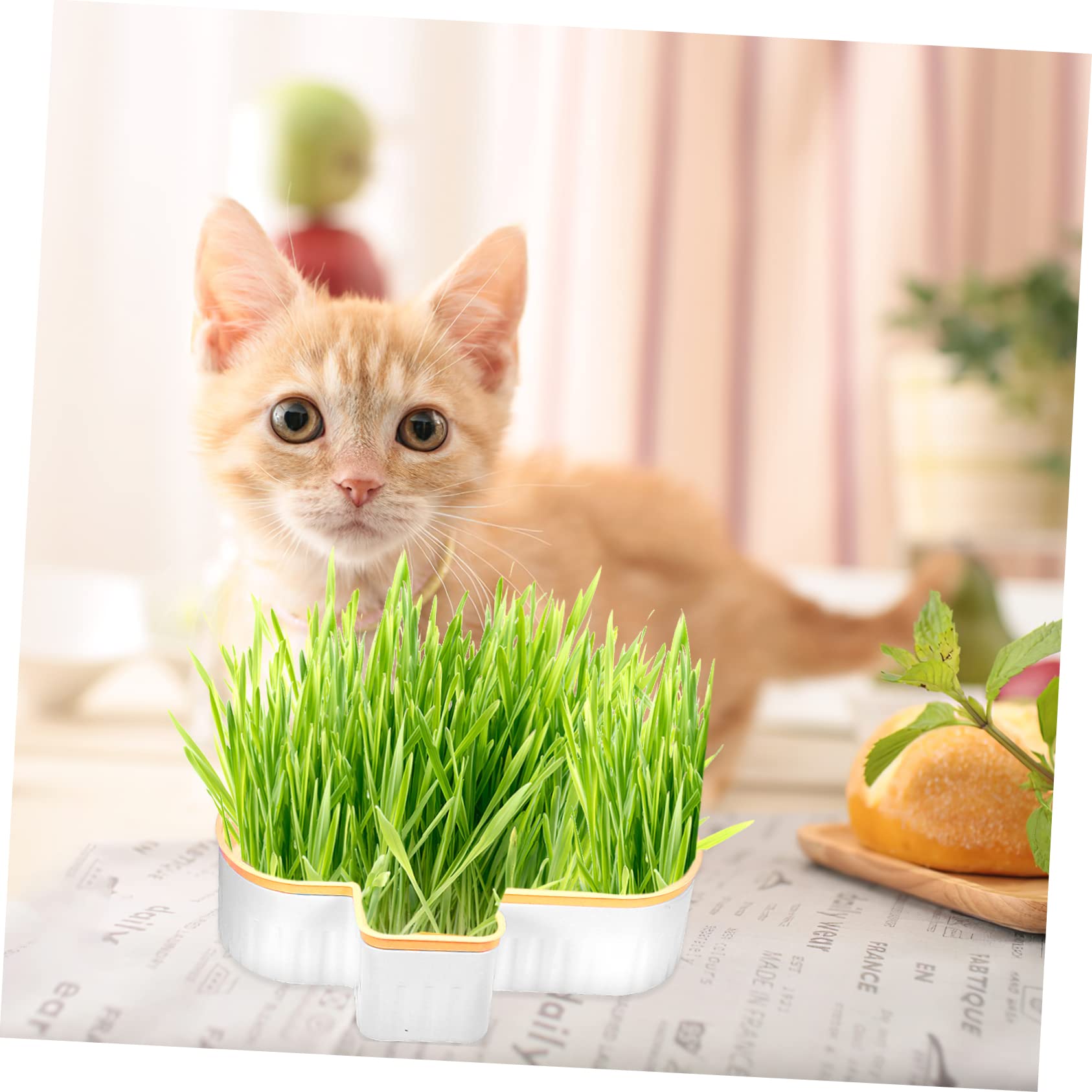 Happyyami Caja de Hierba para Gatos sin Tierra con Diseño de Doble Capa y Botella de Agua Transparente, Adecuado para Celebración Verano y Jardinería Interior