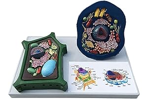 Plant Cell Model Kit 3D Project - Delve into the Microscopic World