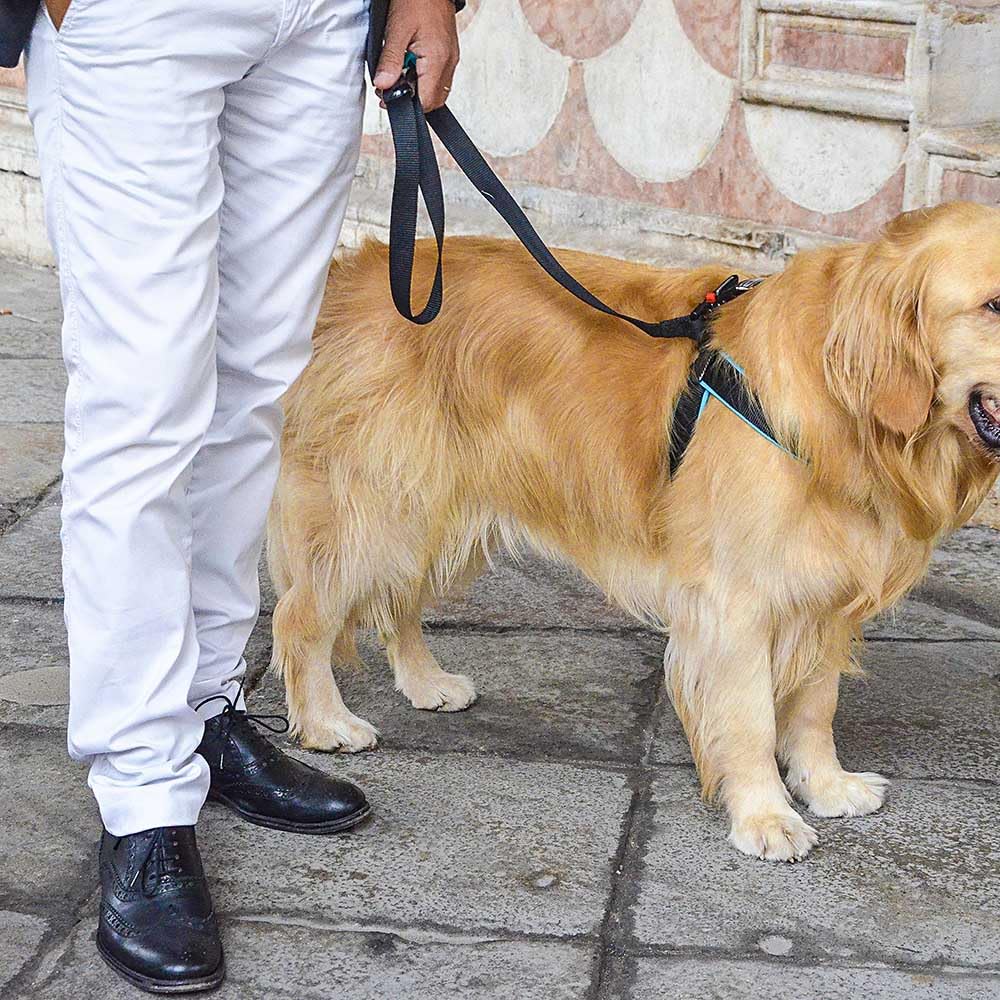 Thin Blue Line USA Dog Harness (Medium)