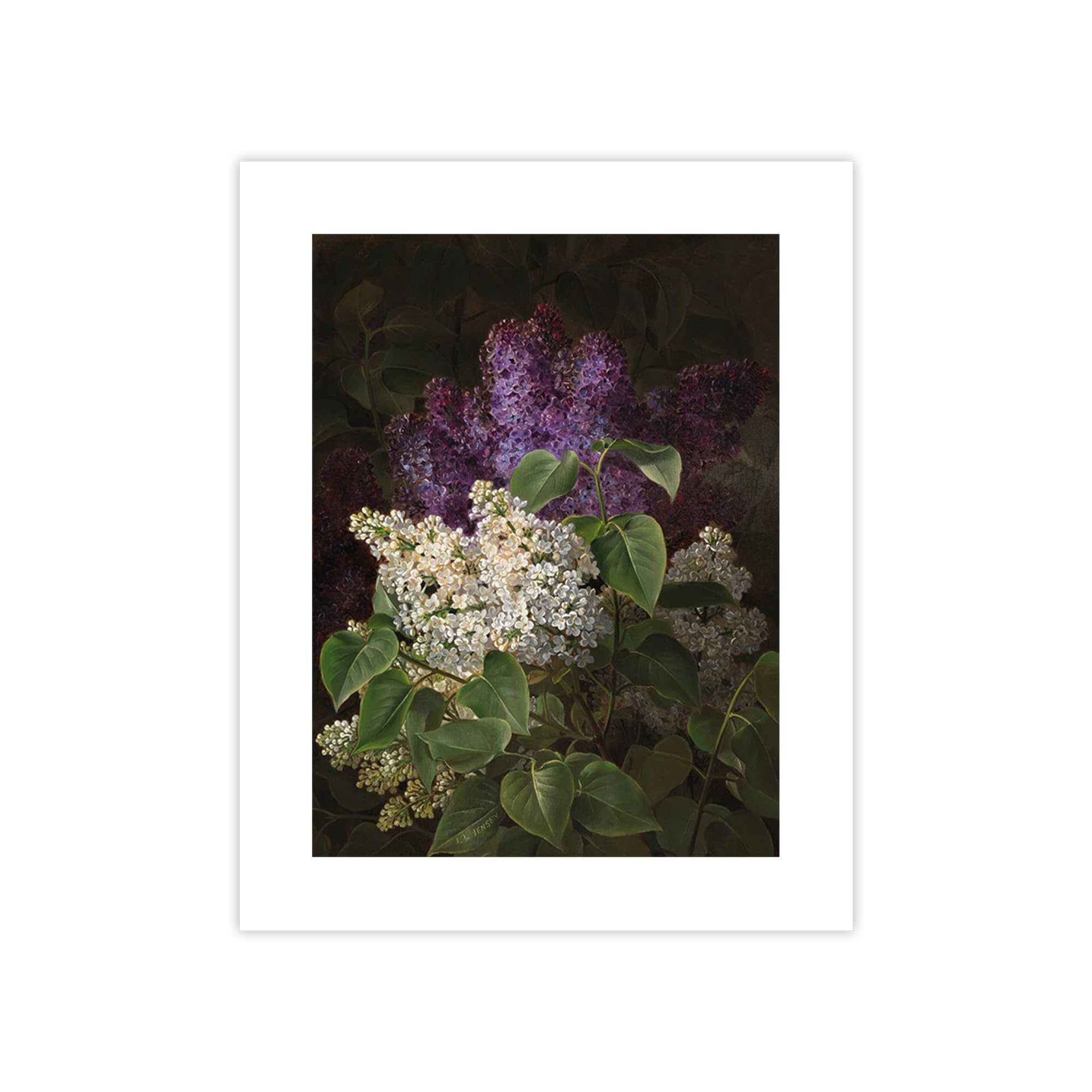 Impression papier Johan Laurentz Jensen : affiche dart Lilas Blancs 100x75cm