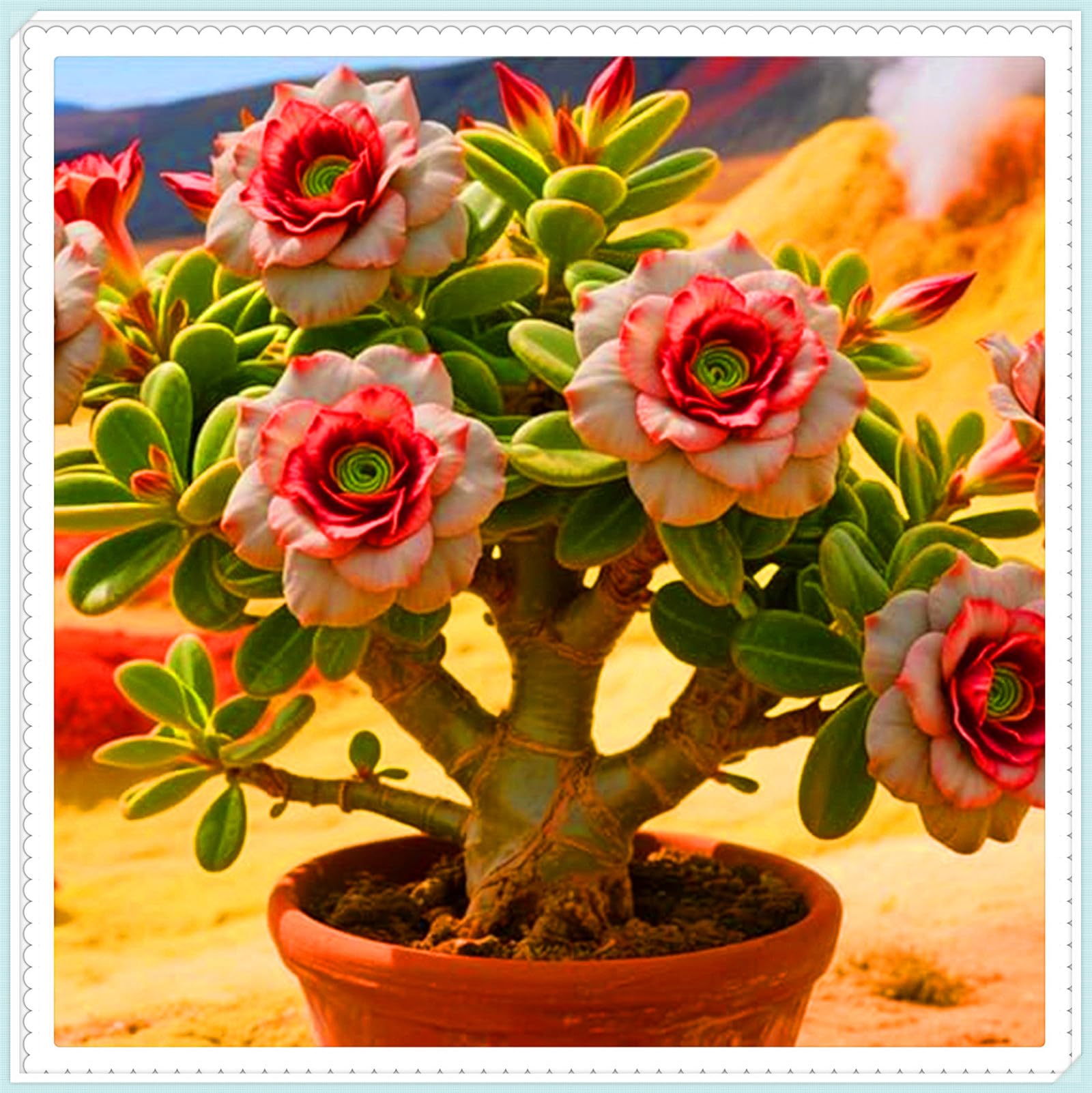 Perennial Desert Rose Tubers, Cold-Hardy & Drought-Tolerant, All Season Flowering, Suitable for Planting to Create Attractive Garden Displays-3bulbs-A