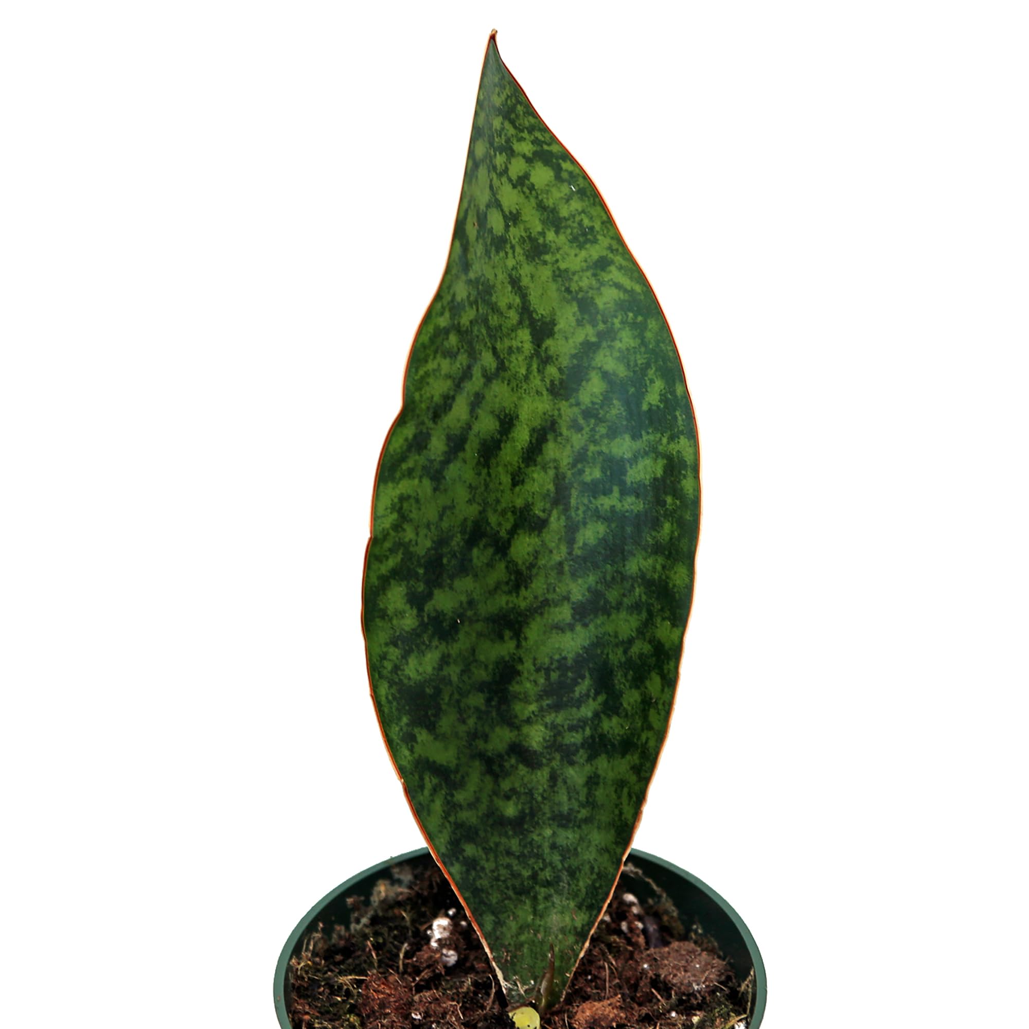 sansevieria silver queen Silver Princess Sansevieria – Lichtenfelt's main image 0