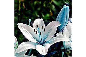 Rare Flower Seeds Blue Lily Seeds Potted Plant Bonsai Lily Flower Seeds...