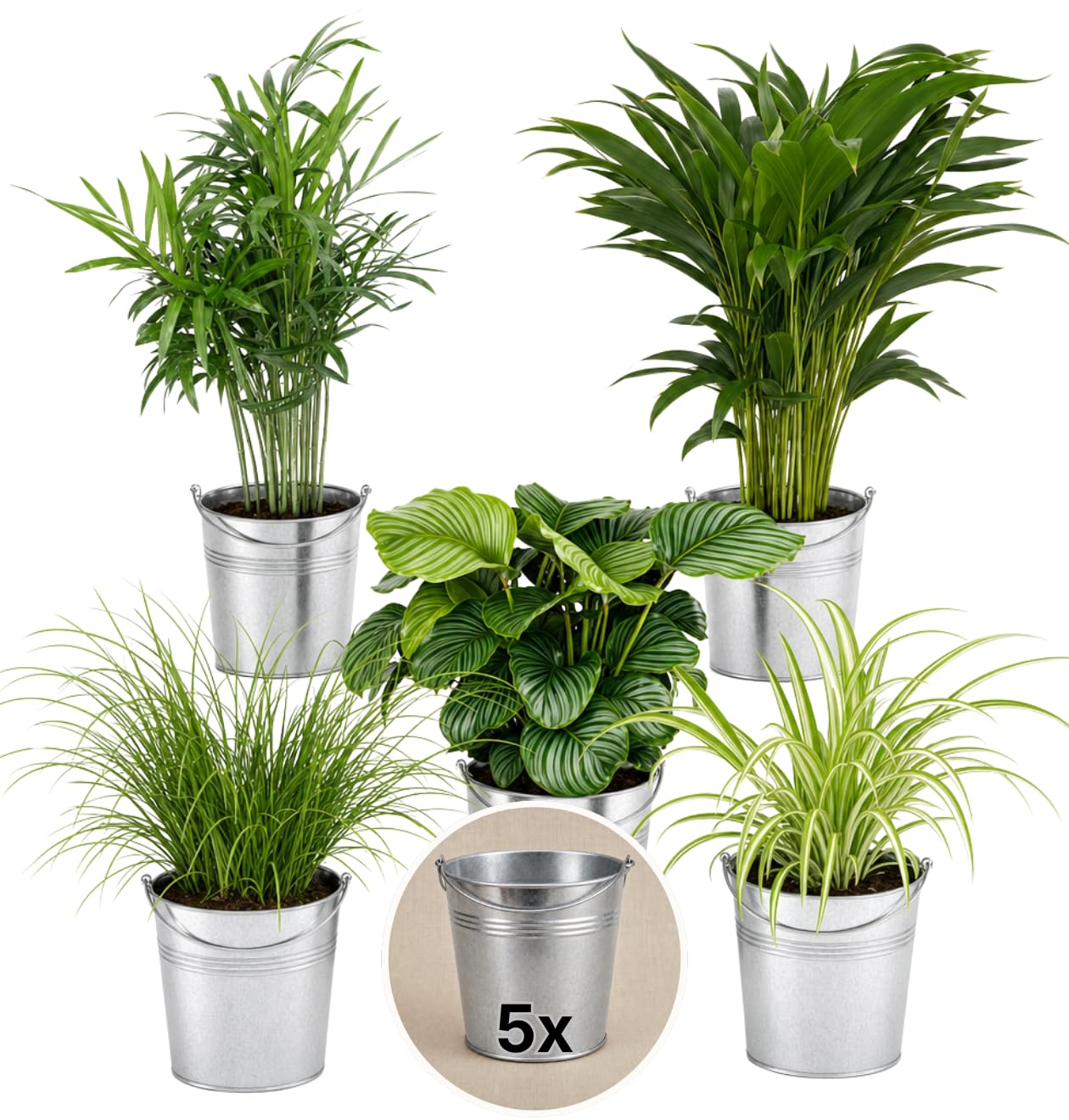 “Katzenliebhaber” Pflanzenset + 5x Zinktopf | 5er-Set | Katzengras, Bergpalme, Areca, Grünlilie, Calathea | ca. 30-50 cm | Ø 12-15 cm Topf | Pflegeleichte Zimmerpflanzen für Wohnung und Büro