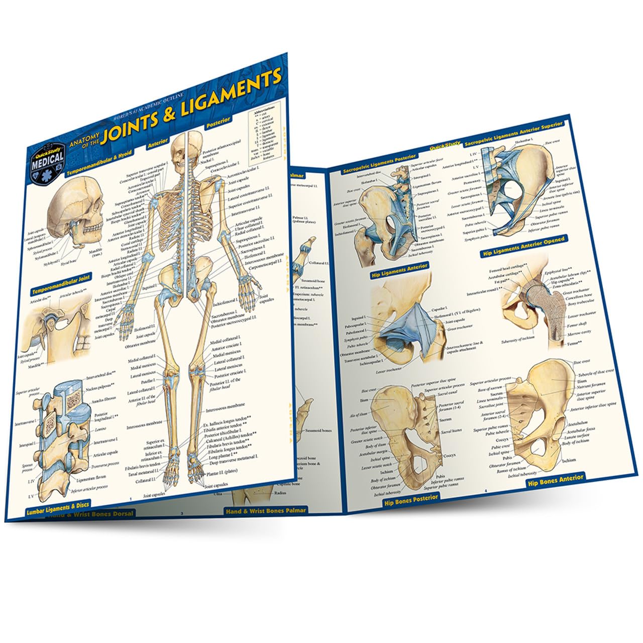 QuickStudy Laminated Guide: Anatomy of Joints & Ligaments