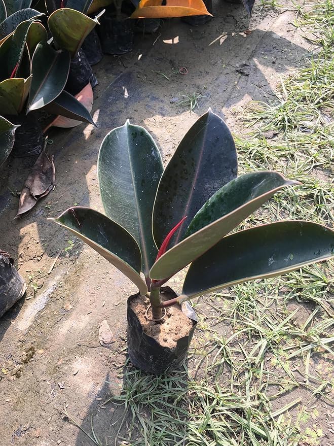 Image of Live Rubber Plant (pack of 1) Air Purifying Indoor(Ficus elastica) Houseplant, Elegant Dark Green Leaves Stylish Broad-Leaf Air Purifying Plant for Home Office, Bedroom & Workspace With pot
