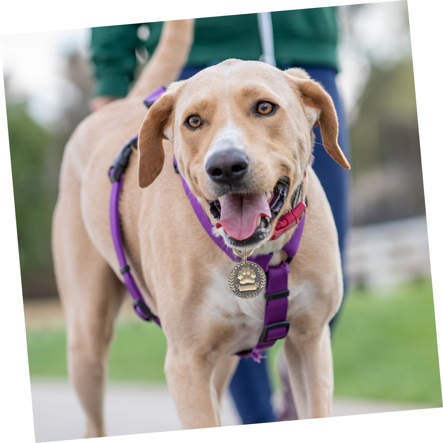 Mipcase Cat Engraved Tags Round Pet Engraved Tag Cats Indoors Pet Kitten Dog Supplies Zinc Alloy