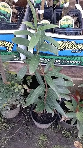 Miniatura 2 de 9EzTropical - Manzana rosa - Cây Ly' - 2 pies de alto - Se envía en olla de 1 galón