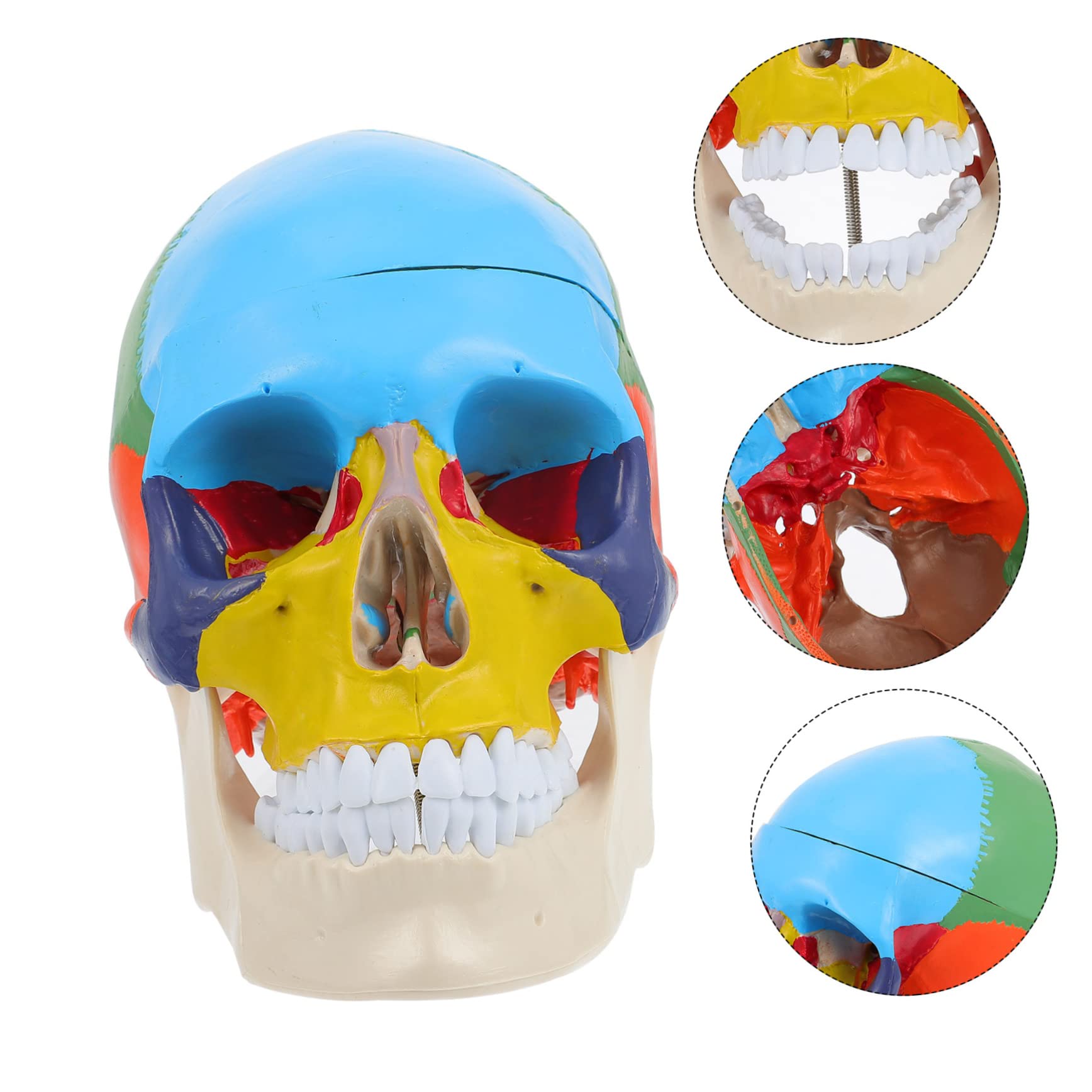 CHILDWEET Model Czaszki Medycznej Edukacyjny Model Czaszki Ludzkiej z Realistycznym Wyglądem Narzędzie Do Nauki Anatomii Dla Studentów Wysoka Jakość i Bezpieczny Materiał