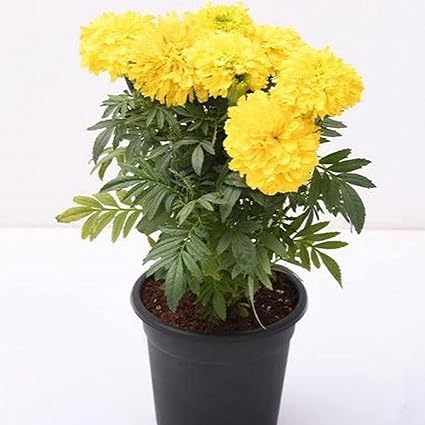 Guruji Plantation Marigold Plant Indoor Plant For Home and Garden with Pot (Pack of 1) (Yellow)