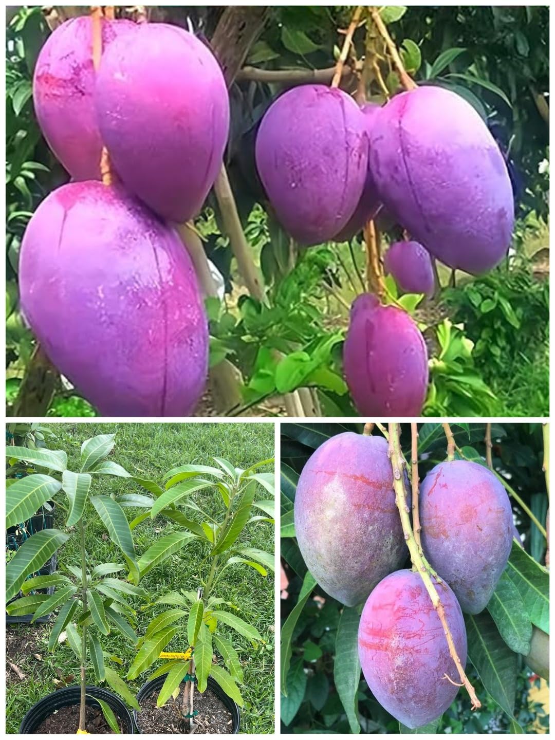 Native Earth® Original Purple Miyazaki Mango (Combo pack of 2 Grafted Plant) Variety- Japanese Taiyo No Tamago, Live Plant Height- 3ft, Pack Of 2 Plants on Grow Bag For Home Garden (B0CJT1N977) Amazon Price History, Amazon Price Tracker
