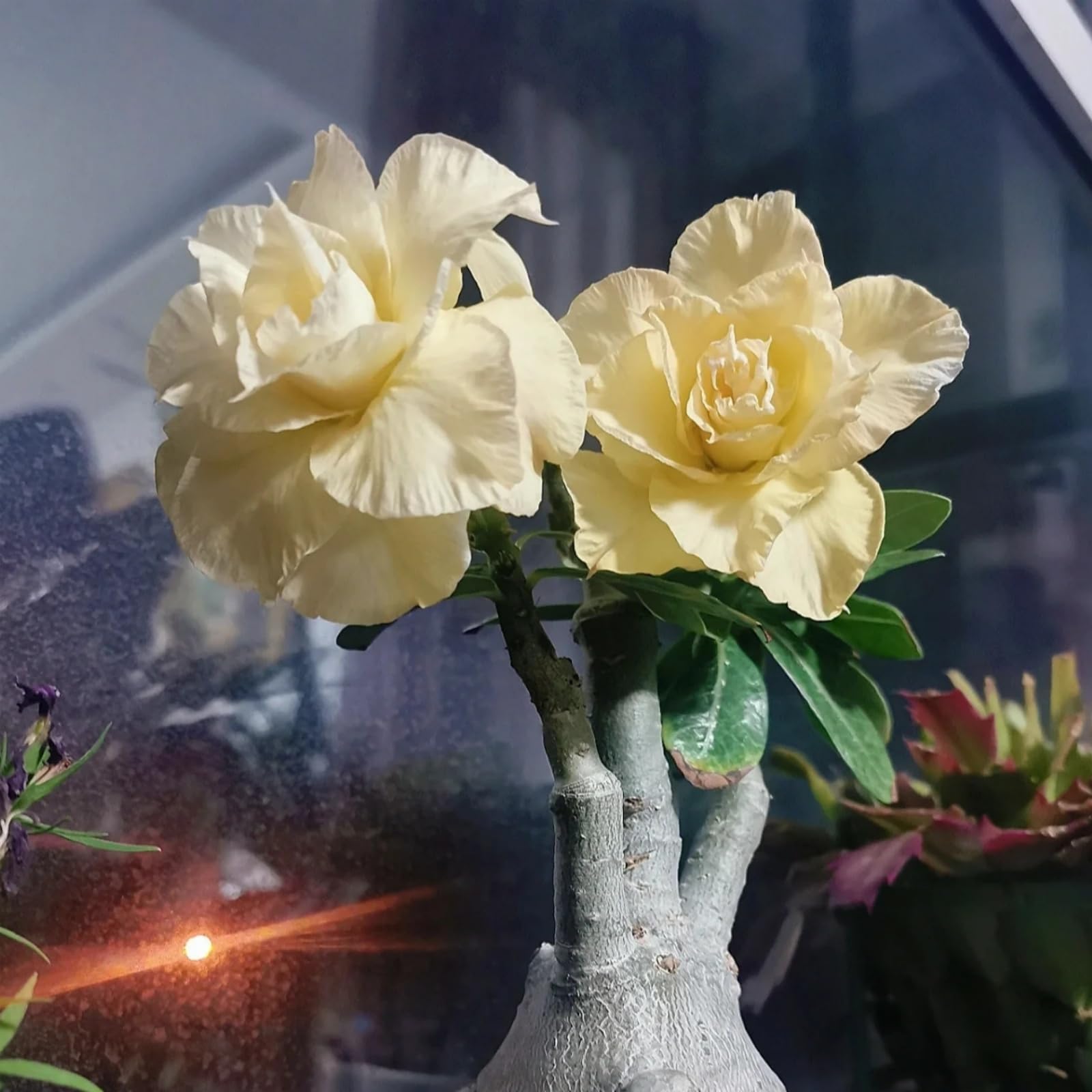 Desert Rose Plant Live Plant Root Excellent Display Indoor Perennial Balcony Garden Bulbs Can Be Potted-1Plant-J