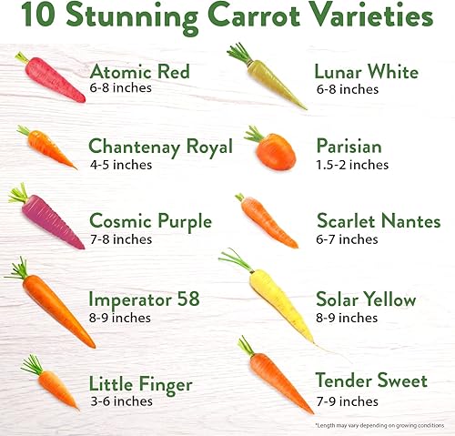 Miniatura 3 de Más de 2500 semillas de zanahoria (10 variedades) Semillas de zanahoria arcoíris  Semillas de vegetales de alta germinación obtenidas en Estados