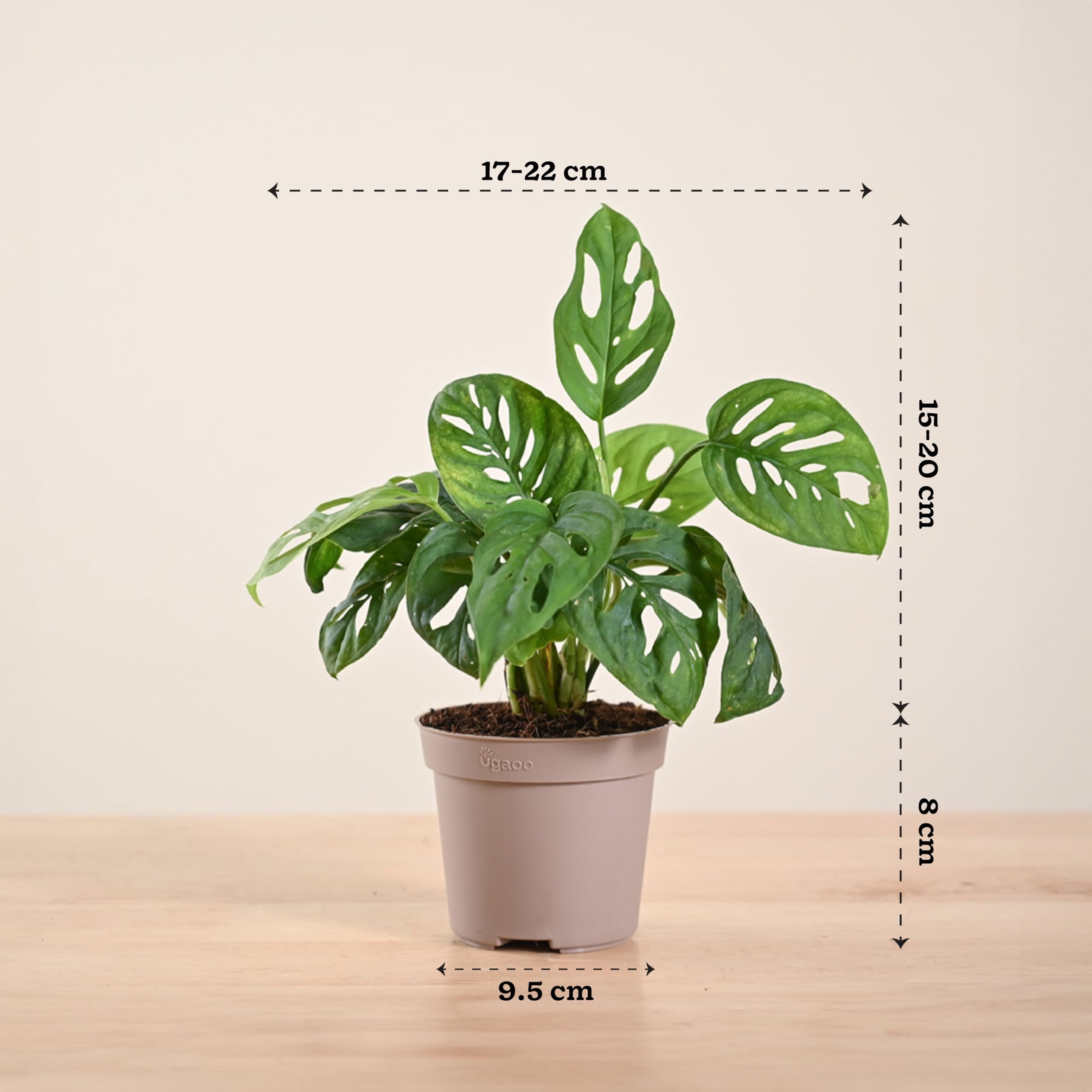 Philodendron Broken Heart Plant - Live & Easy Care -4