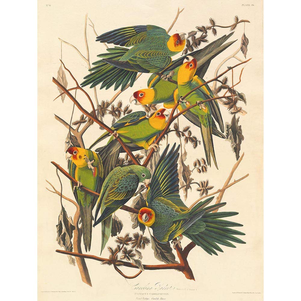 Wee Blue Coo Havell Audubon American Carolina Parrot Zoology Art Print Poster Wall Decor 12X16 Inch
