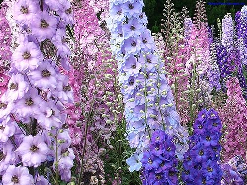 Miniatura 8 de Semillas Delphinium Giant Tall Mix - Orgánico