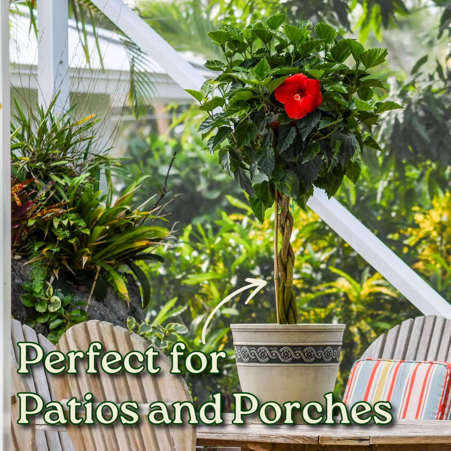 Tropical Plants of Florida Braided Hibiscus Tree Red President with Heat Pack - 3 Gallon 38 to 44 Inch Tall Tropical Flowering Tree Indoor Outdoor Hibiscus Plant