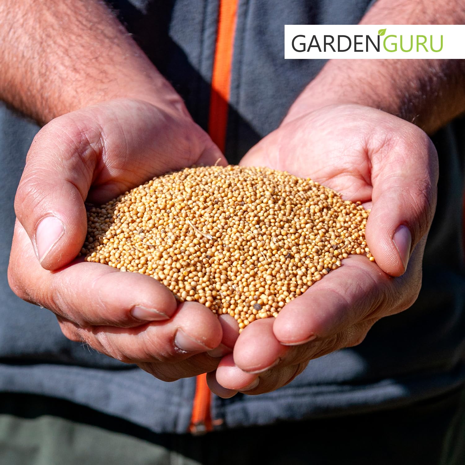 GELBSENF 25 kg Saatgut Senf gelb Senfsaat TOP Grndnger Bienenweide Pollen  : Amazon.de: Garten
