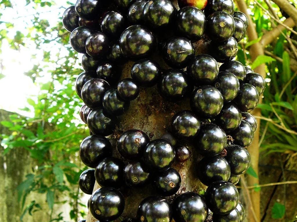 See full amazon price history chart for OhhSome Rare Dwarf Brazilian Grape Plant" Jabuticaba" One Live Jaboticaba Fruit Fresh Short Time (Healthy Plant) OhhSome Rare Dwarf Brazilian Grape Plant" Jabuticaba" One Live Jaboticaba Fruit Fresh Short Time (Healthy Plant) (B09QT5MTBZ) Amazon Price History, Amazon Price Tracker