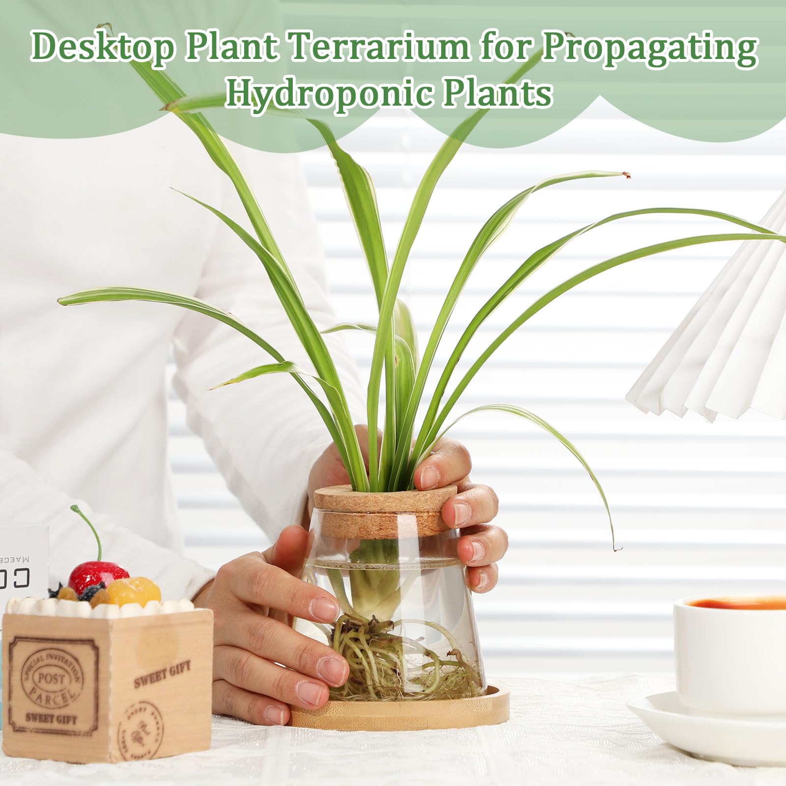 Snapklik.com : Beeveer 6 Pcs Plants Propagation Station Separated ...