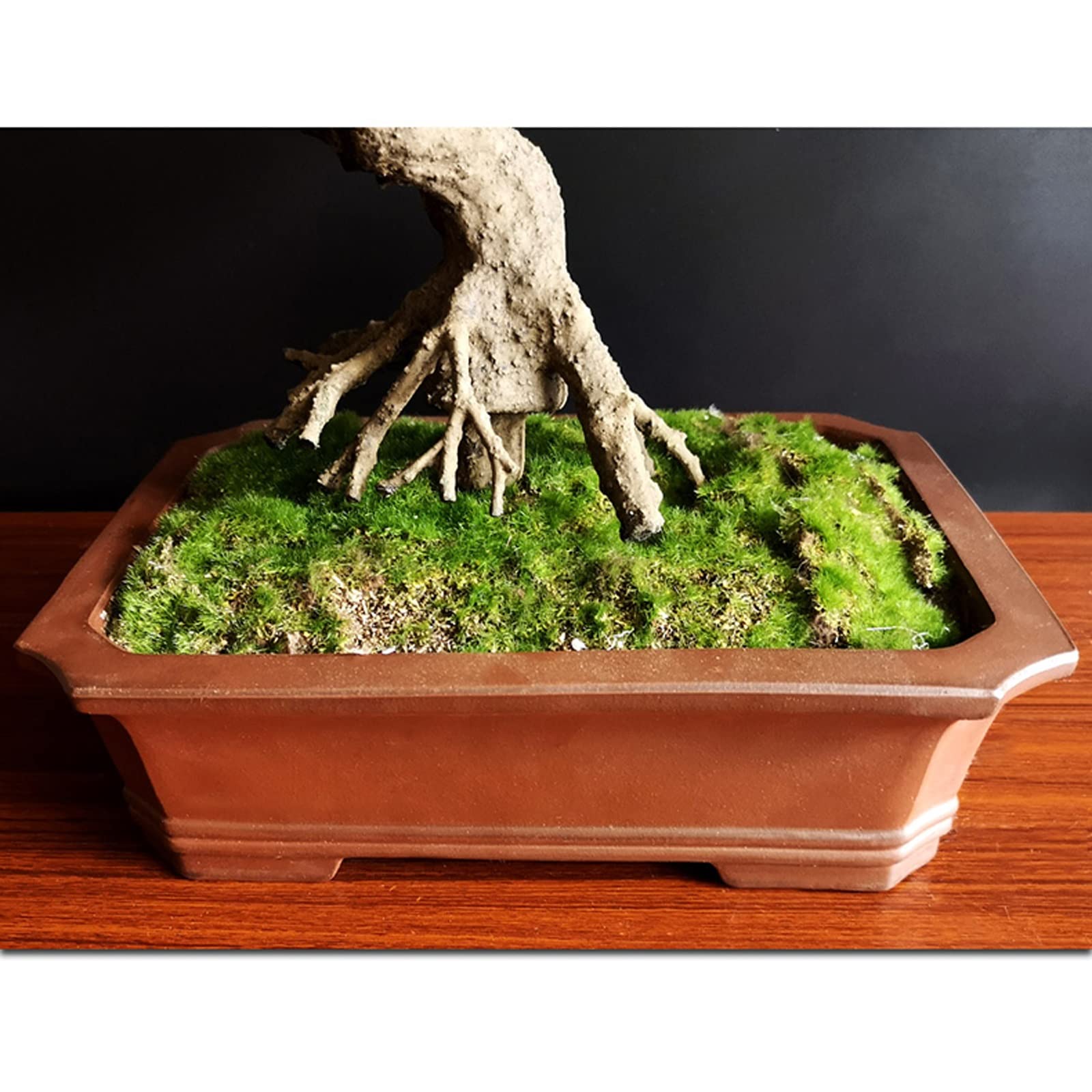 Amazon.de: SUNESA Knstlicher Bonsai Knstlicher Bonsai-Baum, rosa  Pflaumenbaum, knstliche Pflanze, Dekoration im Topf, knstliche  Zimmerpflanzen for Desktop-Raumdekoration (25,4 x 24,1 cm) Zimmerbonsai  Bonsai