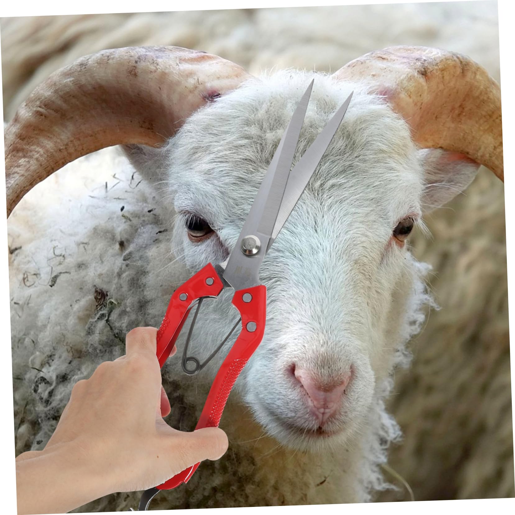 Toddmomy 4pezzi Cesoie Per e Carbonio Strumento Professionale Per La Animali Da Design Ergonomico e Affilata