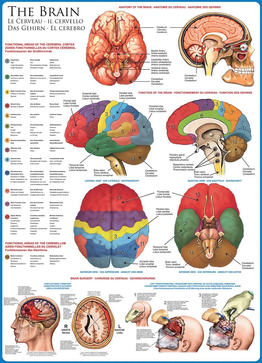 EuroGraphics Human Body (The Brain) 1000 Piece Puzzle