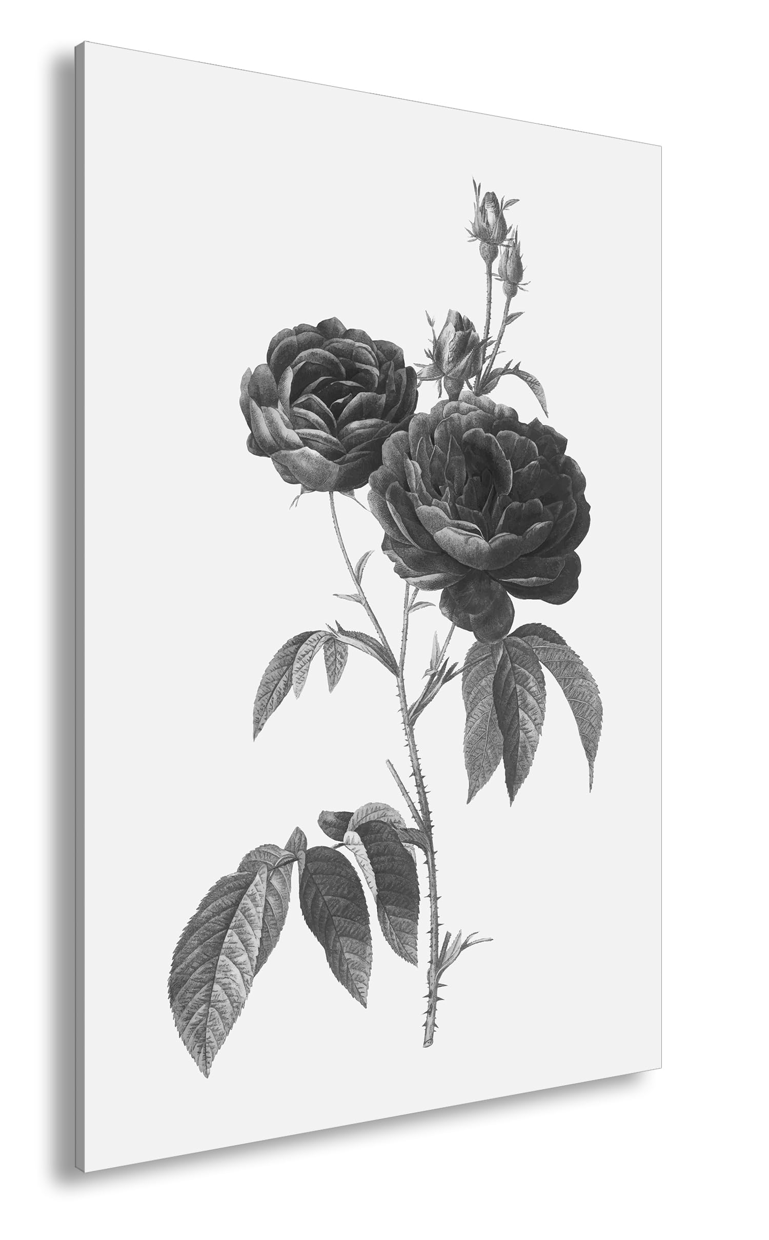deyoli Obraz na płótnie delikatne płatki róż, klasycznie ilustrowane naturalnym pięknem format: 120 x 80 cm XXL druk artystyczny obraz na blejtramie/obraz ścienny/dekoracja salonu