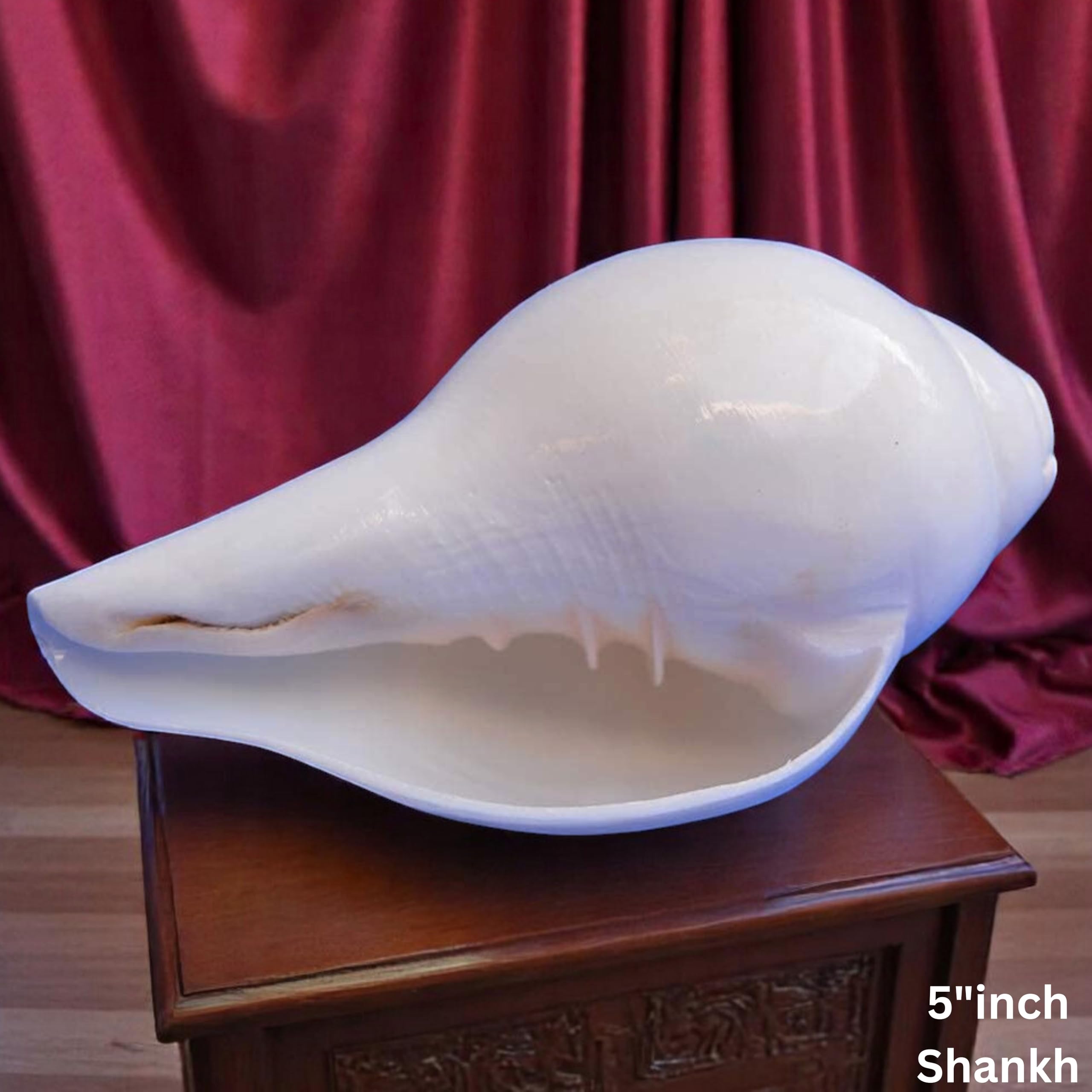 Original Blowing Shankh (VAMAVARTI BAJNEWALA) - Conch Shell - strong & Big Vamavarti Blowing Shankh (white) ~ Shankha Conch Shankh - Shankh Shell Shankh for lung strength / immunity 5 "inch