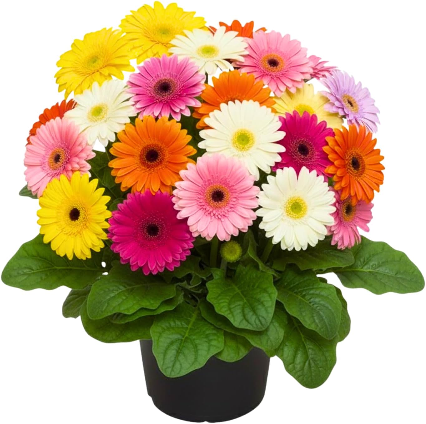 Sets 4 Random Gerbera Daisy Live Plants, Ready to Bloom in Spring, Flower Winter Hardy Outdoor Planting