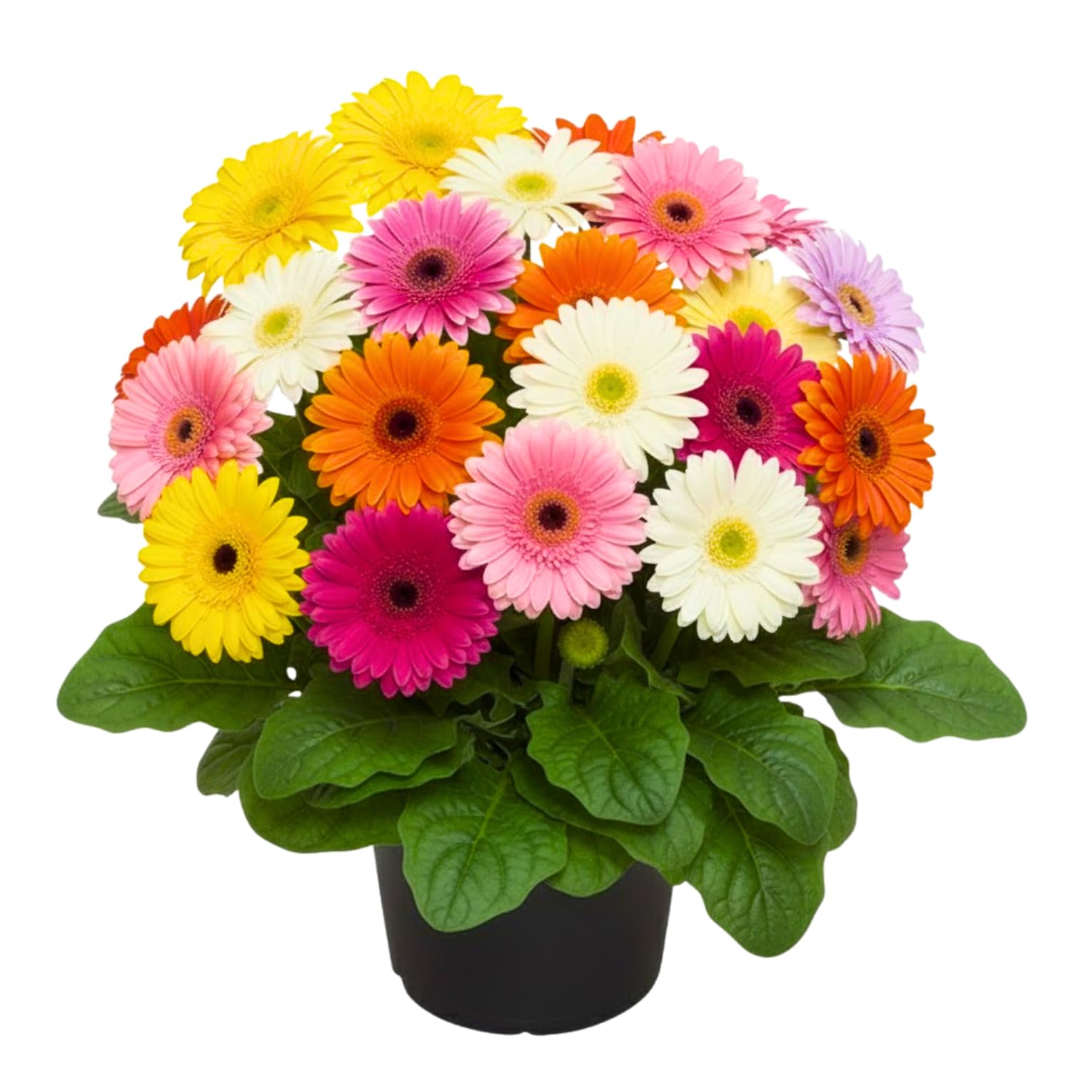 Sets 4 Random Gerbera Daisy Live Plants, Ready to Bloom in Spring, Flower Winter Hardy Outdoor Planting