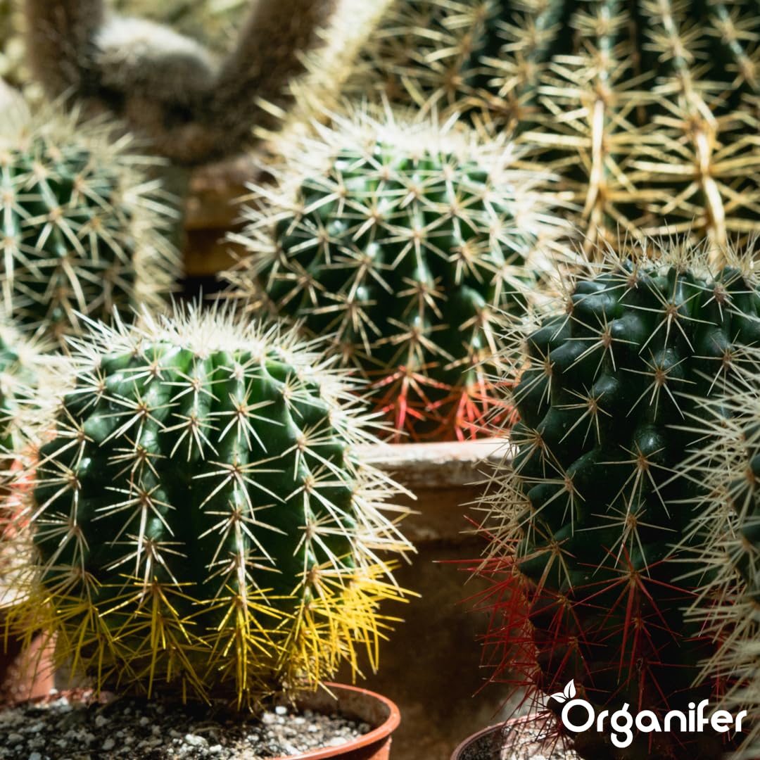 Engrais Liquide pour Cactus, 1L, Organique, Favorise Croissance et Résistance à la Sécheresse
