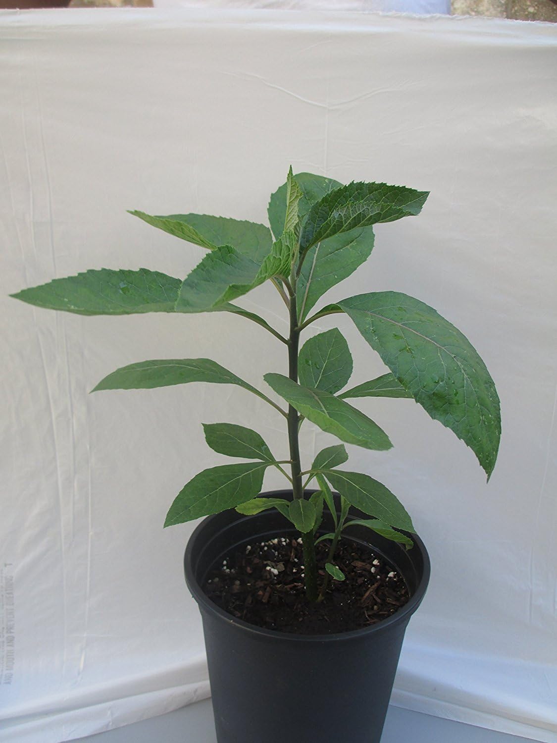 Bitter Leaf Plant – Vernonia amygdalina. Great Herbal Medicinal Health Benefits And Nutritional Value. Rich In Vitamins. Fresh Leafy Greens Vegetable Used For Soup, Stew, Tea, Salad, Juice And Drinks.