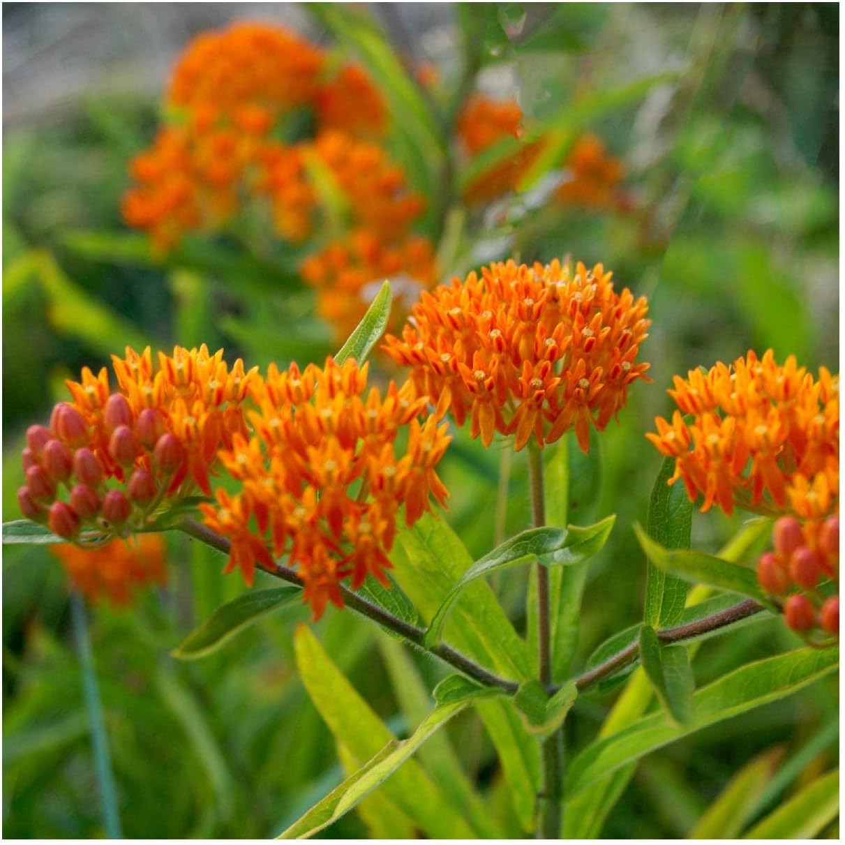 Everwilde Farms - 1 Oz Butterfly Weed Native Wildflower Seeds - Gold Vault