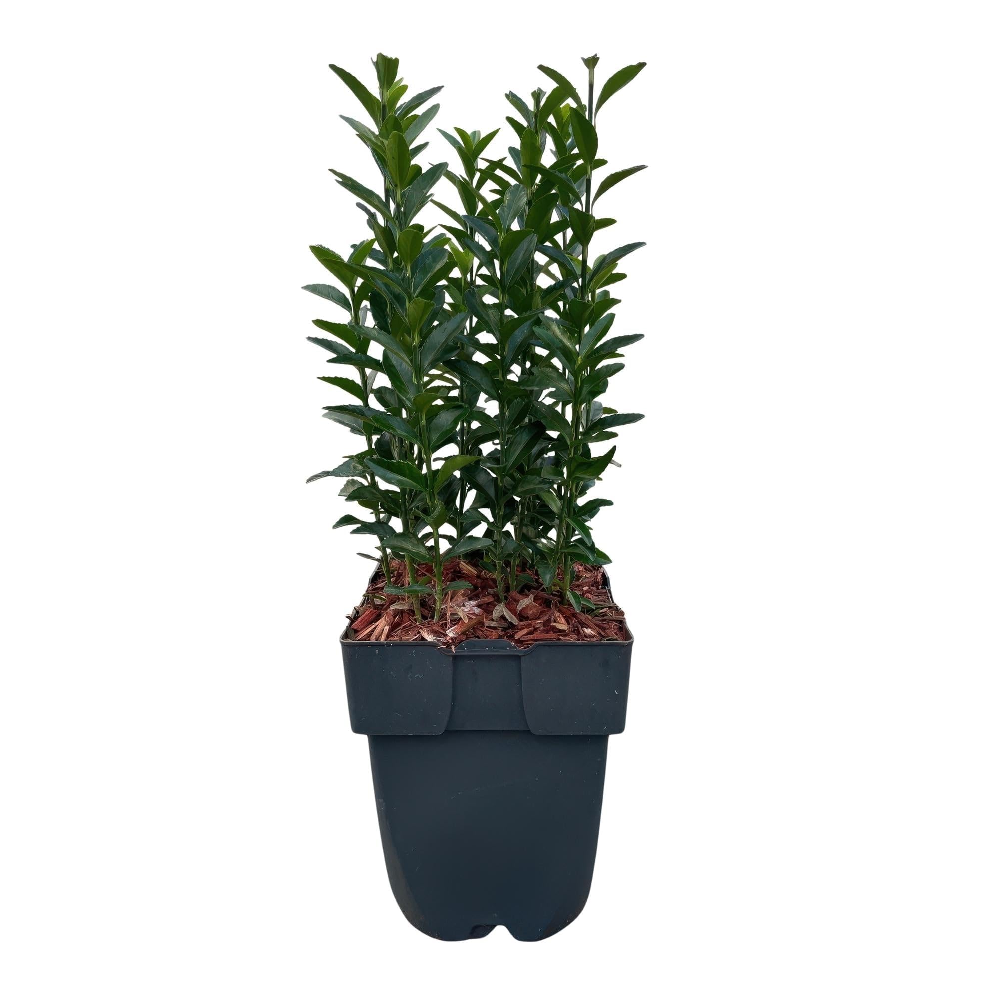 Japoński krzew wrzeciona Euonymus japonicus Green Spire – roślina żywopłotowa – zielony liść, 6 roślin, 1 m, zimozielony, 17 cm, wysokość 40 cm, łatwa w pielęgnacji i odporna na słońce