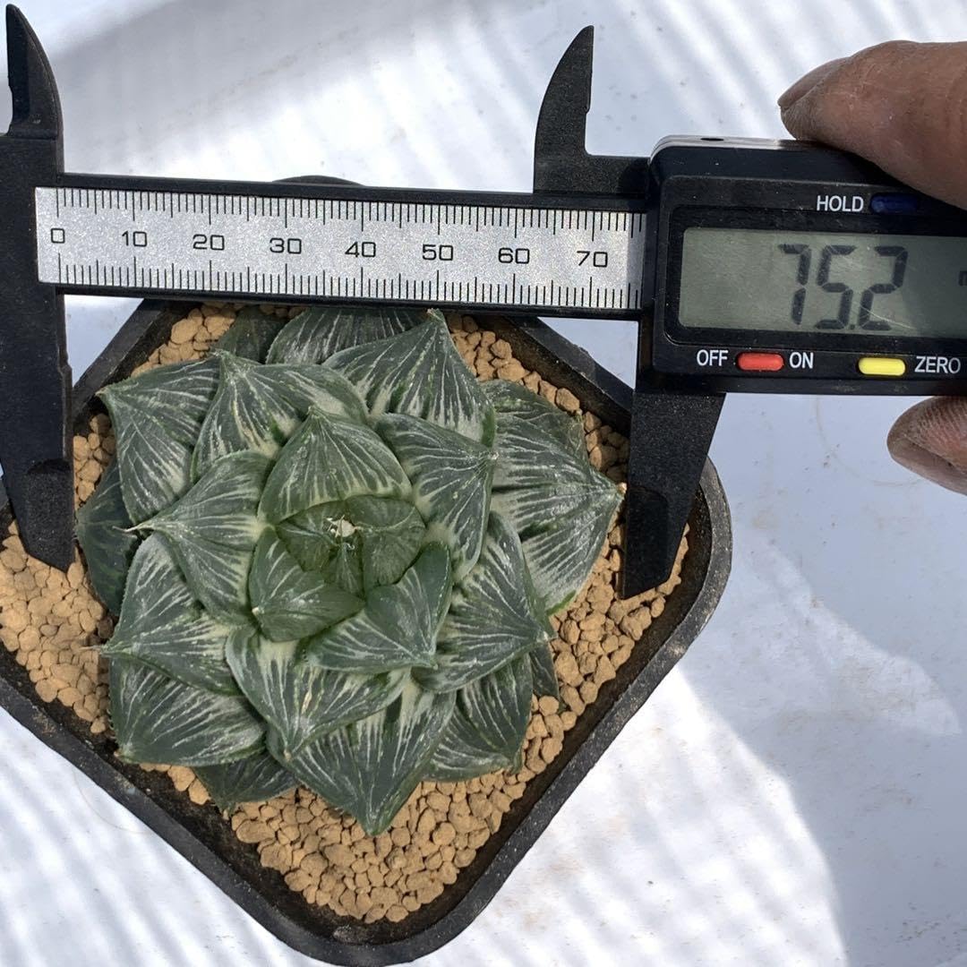 Amazon.co.jp: 多肉植物 ハオルチア 三仙寿錦 大株 : ホビー