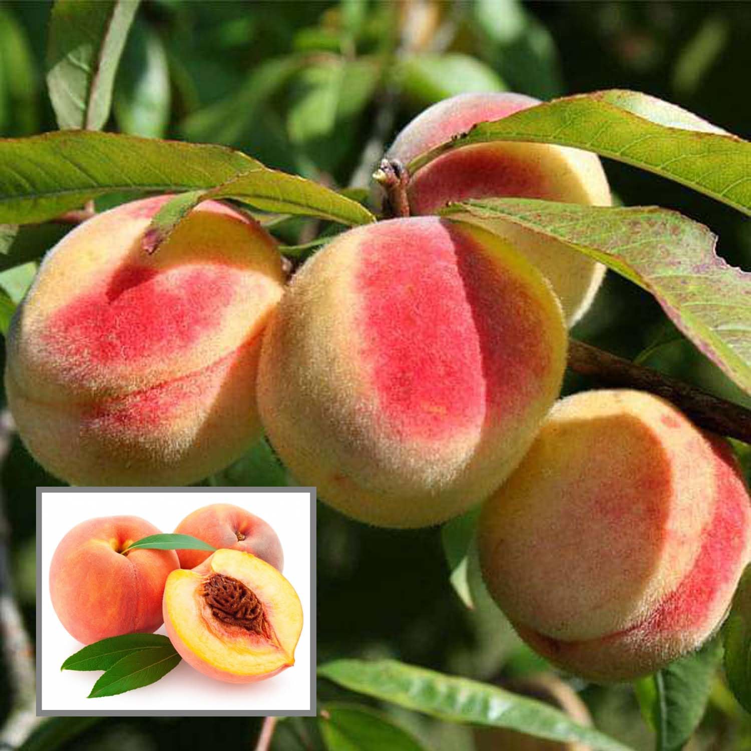 HAPING Sharbati Peach Grafted Fruit Live Plant (2-3 Feet Height) (B0CYC11JSH) Amazon Price History, Amazon Price Tracker