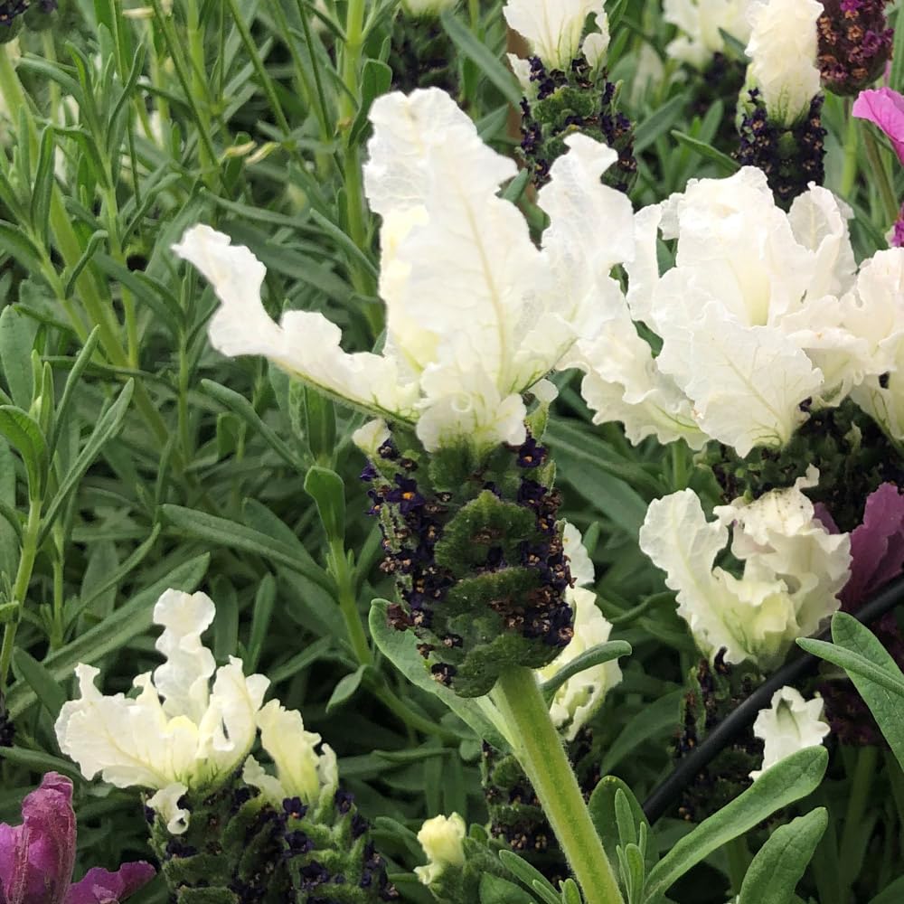 French Lavender 'Lavita White'. Plug Plant x 4. White Flowering French Lavender. Ideal for pollinators and Cottage Gardens. Available from Bedwen Plants